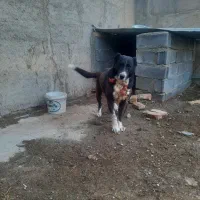 سگ ماده افغان سراب