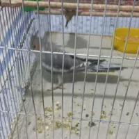 فروش پرنده|پرنده|رامسر, |دیوار