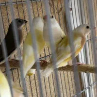 جوجه فنچ گلدین 3 ماهه