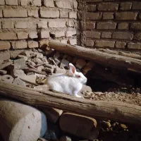 دو تا خرگوش جوان ماده|موش و خرگوش|زرقان, |دیوار