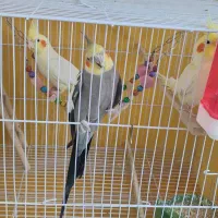 عروس هلندی سالم وسرحال