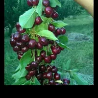 باغ میوه برای چیدن و تمام کار هایی باغ انجام میدم