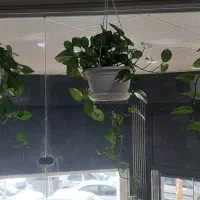 پتوس پر با گلدان