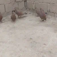 پرنده|پرنده|اهواز, امانیه|دیوار