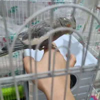 عروس هلندی|پرنده|شهریار, شهریار|دیوار