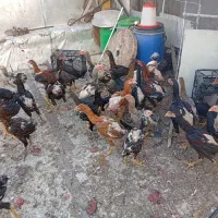 نوچه مرغ خروس لاری اصیل|حیوانات مزرعه|قم, حاج زینل|دیوار