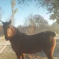 فروش فوری. مادیان کرد