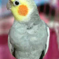 عروس هلندی نر