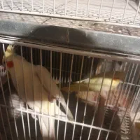 دجفت طوطی عروس لوتینو با جوجه ابلاغ.|پرنده|فریدونکنار, |دیوار