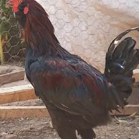 خروس نژاد دار