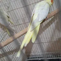 ماده مست درجه یک به شرط سالمی