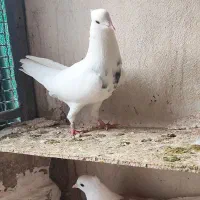 کبوتر طوقی|پرنده|گنبد کاووس, |دیوار