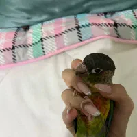 طوطی|پرنده|سنندج, |دیوار