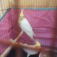 جوجه عروس هلندی سه ماهه|پرنده|بندر ماهشهر, |دیوار