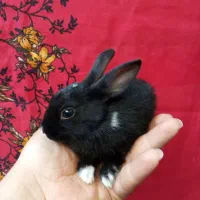 فروش بچه خرگوش....بوشهر