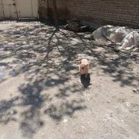 سگ پامر