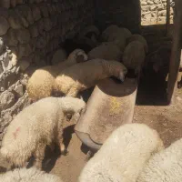 بره فروشی مخصوص کباب