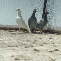 کبوتر|پرنده|گناباد, |دیوار