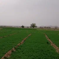 فروش ۱۵ هکتار در جمکران|فروش دفتر صنعتی، کشاورزی، تجاری|قم, جمکران|دیوار