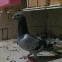 کبوتر پلاکی  ماده|پرنده|برازجان, |دیوار