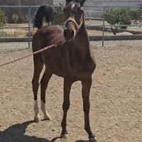 کره بن شیخ قاسمی ۱۶ماهه