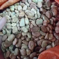 باقلی زود رس|عمده‌فروشی|سرخنکلاته, |دیوار