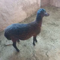 بره قوچ هترو