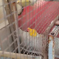 طوطی برزیلی