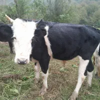 فروش گاو نر