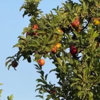 باغ-1000-متری-دالین