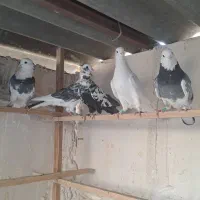 کفترپرشی