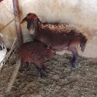 گوسفند به همراه بره