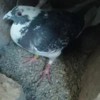 کفتر گوک فروشی|پرنده|ایرانشهر, |دیوار