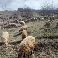 گوسفند تمام جوان وقاپی داوارئ