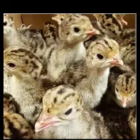 بوقلمک بوقلمون جوجه