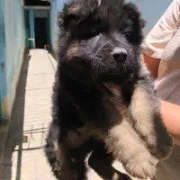 فروش توله شیانلو بسیار زیبا و اصل ژرمن موبلند