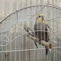 دو عدد عروس هلندی ماده و نر به همراه قفس و لانه