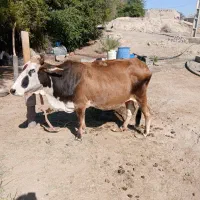 فروش یک راس گاو شیری|حیوانات مزرعه|رودخانه, |دیوار