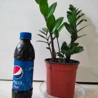 ریکاسیاه (زغالی)