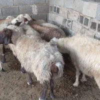 میش ۹تا