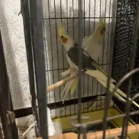 عروس هلندی مولد با تخم