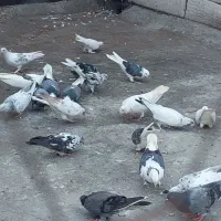 کبوتر پرشی|پرنده|ساری, |دیوار