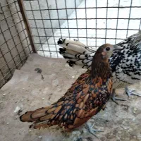 مرغ و خروس سبرایت جوان زیر یک سال|حیوانات مزرعه|هشتگرد, شهرک بعثت|دیوار