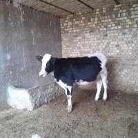 دوراس تلیسه ابستن|حیوانات مزرعه|دشتابی, |دیوار