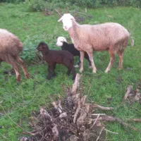 گوسفنددوقلوبادوتا بره نر