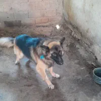 ژرمن  شپر نره  هست|سگ|رودبنه, |دیوار