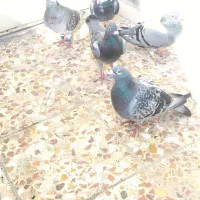 کبوتر پلاکی‌.سری۳۰۰