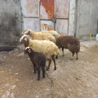 ۴عددگوسفندجوان بره دار|حیوانات مزرعه|مشگین شهر, |دیوار