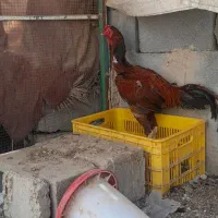 خروس لاری رودان کهنشوییه|حیوانات مزرعه|بیکاه, |دیوار