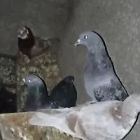 کبوتر